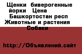 Щенки ,биверогенные йорки › Цена ­ 10 000 - Башкортостан респ. Животные и растения » Собаки   